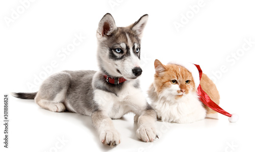 Cute dog and cat with Santa Claus hat on white background