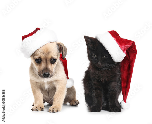 Fototapeta Naklejka Na Ścianę i Meble -  Cute puppy and kitten in Santa Claus hats on white background