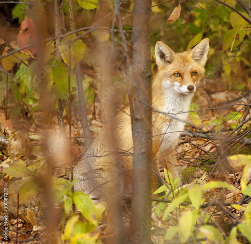 red fox