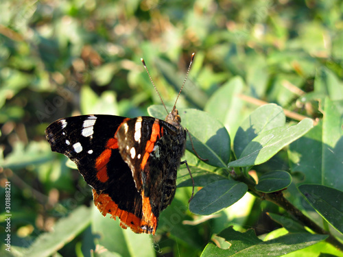 Butterfly photo