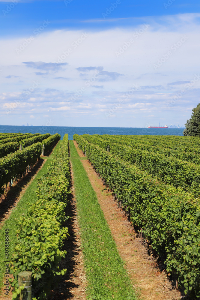Scenic vineyard view: rows of green grape bushes on the blue sky background
