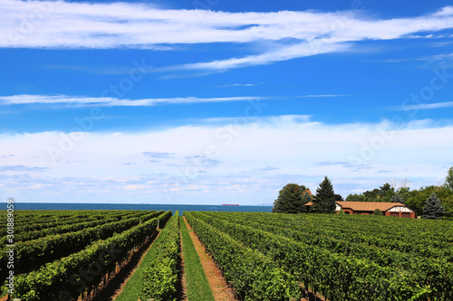Scenic vineyard view: rows of green grape bushes on the blue sky background
