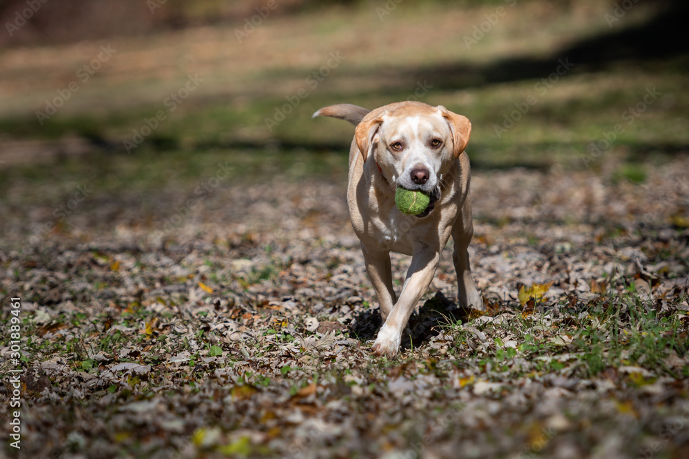 Mixed breed dog running with a tennis ball