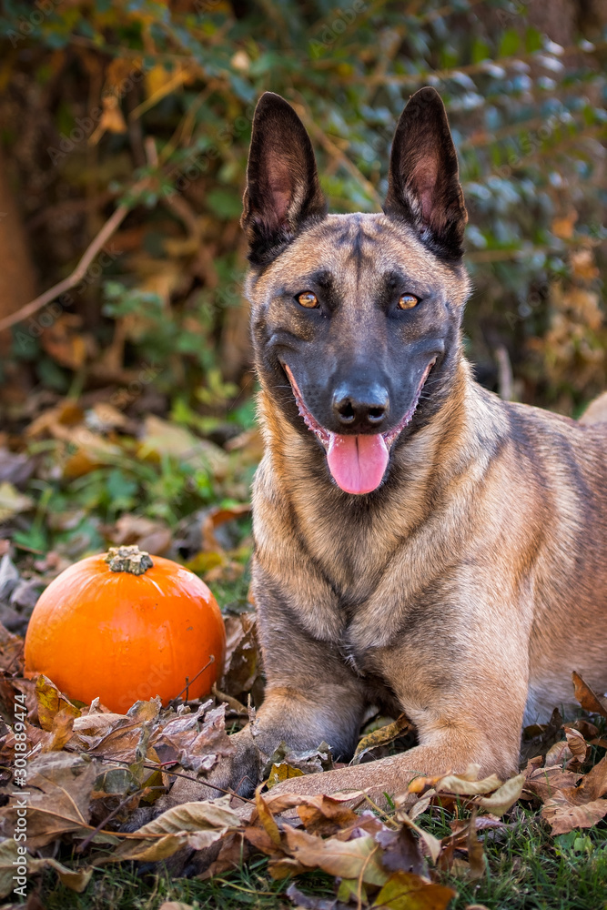 Belgian Malinois portrait in the fall Belgian Malinois portrait in the fall