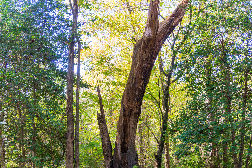 A dead tree outlined in Autumn light deep in a forest. A dead tree outlined in Autumn light deep in a forest.