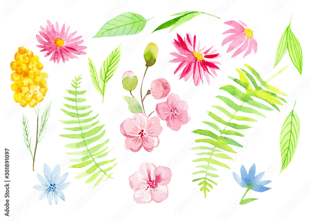 Fototapeta premium zestaw wiosennych roślin, gałąź mimozy, liście, paproć, różowe kwiaty, na białym tle, ilustracja akwarela, rysunek odręczny
