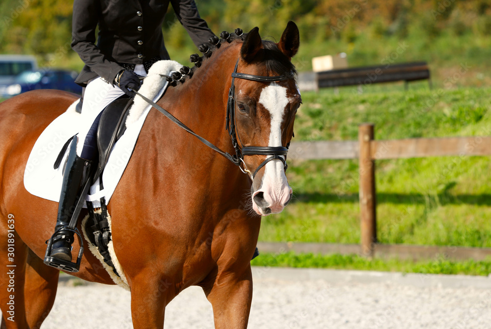 Brown horse in ammunition during the tournament. Fragment of a rider on a horse. Close-up, horizontal, side view, free space. Sport and hobby concept. Brown horse in ammunition during the tournament. Fragment of a rider on a horse. Close-up, horizontal, side view, free space. Sport and hobby concept.