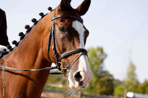 Portrait of a brown horse with a white nose in ammunition during a tournament. Close-up  horizontal  side view  free space. Sport and hobby concept.