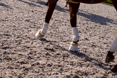 Horse legs in special protection. Bandages, bells or leggings on the legs of the horse. Protection of the horse's legs during training. Close-up, horizontal, side view. Sport and hobby concept.