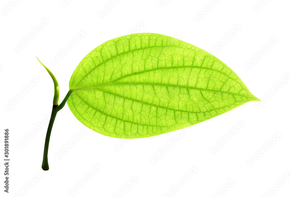 Fototapeta premium Colorful green leaves with vein patterns and reflection from sunshine isolated on white background , clipping path