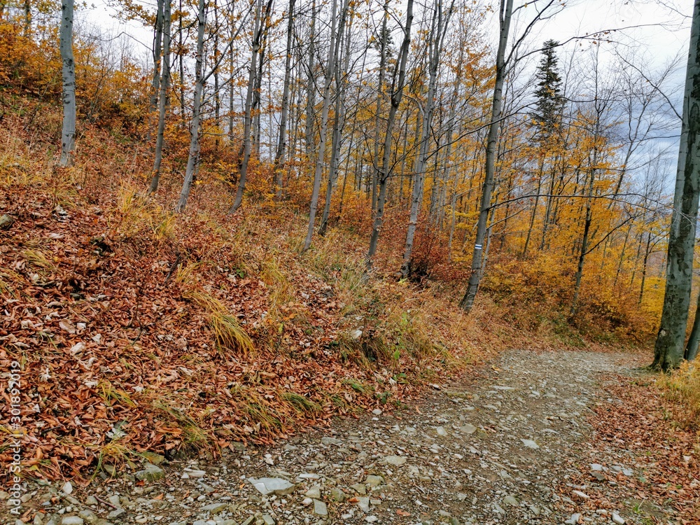autumn in the forest autumn in the forest