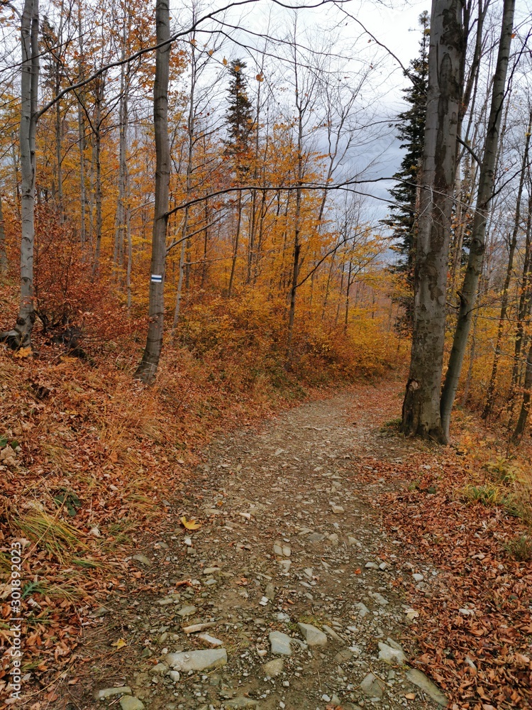 autumn in the forest