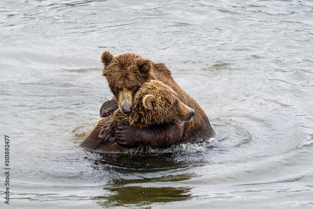 Two juvenile brown bears play fighting in the Brooks River, Katmai National Park, Alaska, USA Two juvenile brown bears play fighting in the Brooks River, Katmai National Park, Alaska, USA