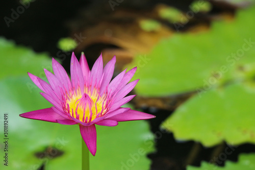 Full blooming Pink purple Lotus flower on the natural pond.