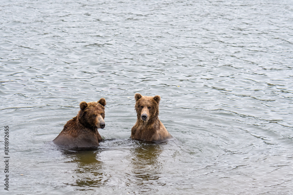 Two juvenile brown bears play fighting in the Brooks River, Katmai National Park, Alaska, USA Two juvenile brown bears play fighting in the Brooks River, Katmai National Park, Alaska, USA