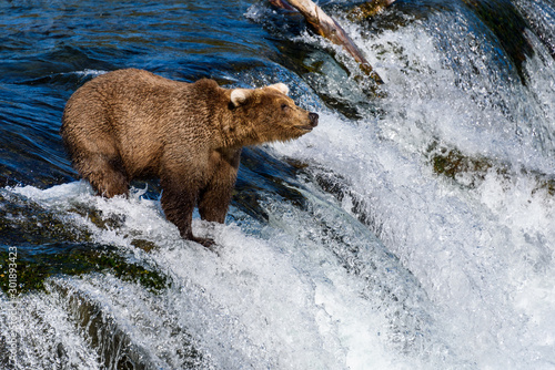 Young brown bear fishing for salmon on the lip of Brooks Falls, Katmai National Park, Alaska, USA