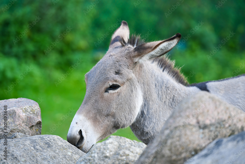 donkey head funny gray donkey domesticated member of the horse family