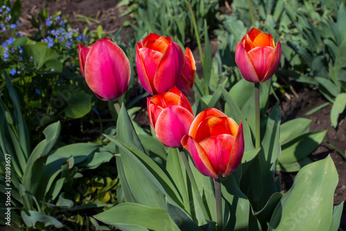 Blossoming tulips.