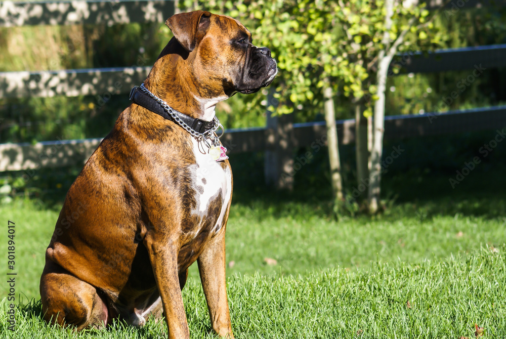 A pedigreed Boxer dog enjoying the warm day.