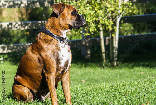 A pedigreed Boxer dog enjoying the warm day. © rCarner