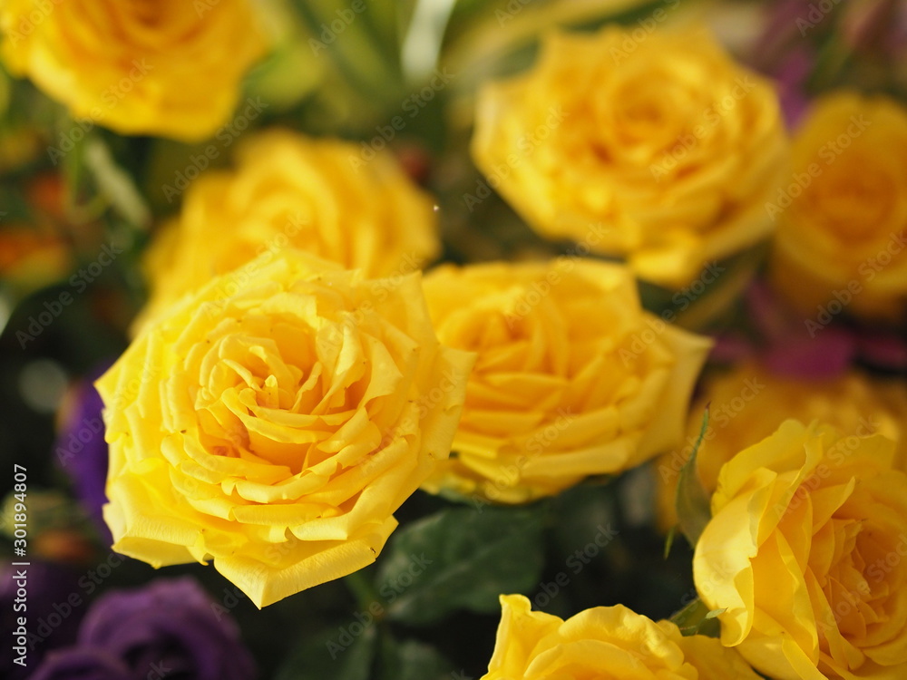Rose Flower Yellow color arrangement Beautiful bouquet on blurred of nature background Rose Flower Yellow color arrangement Beautiful bouquet on blurred of nature background