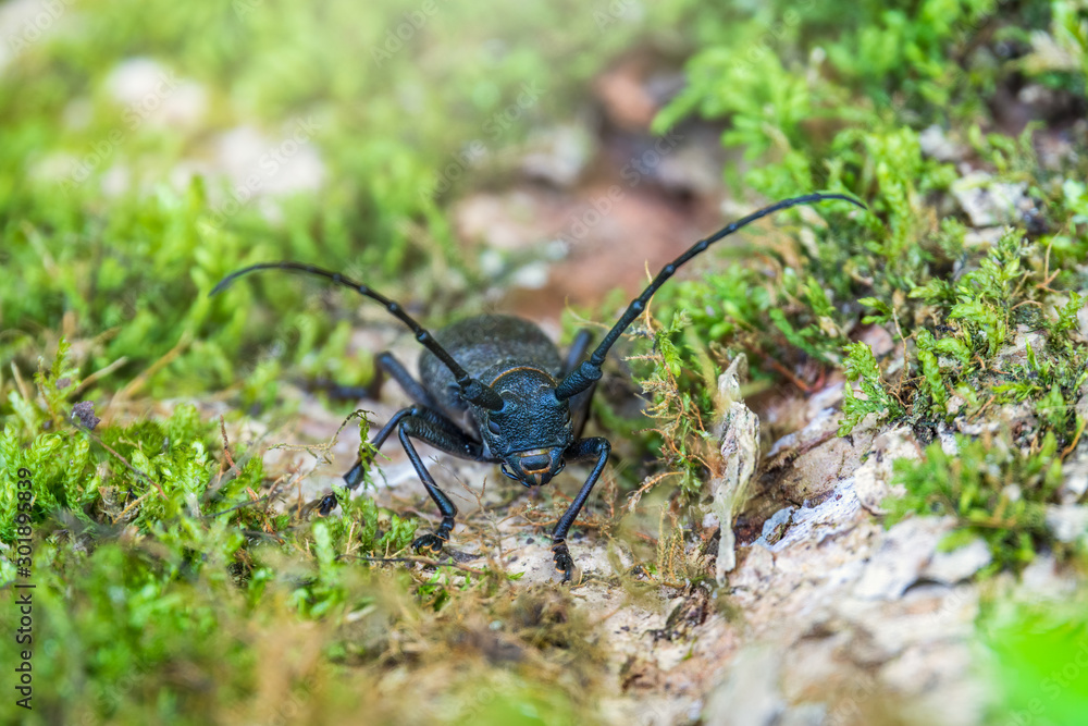 Beetle Large oak barbel - Cerambyx cerdo. Beetle woodcutter Beetle Large oak barbel - Cerambyx cerdo. Beetle woodcutter