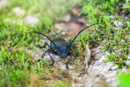 Beetle Large oak barbel - Cerambyx cerdo. Beetle woodcutter