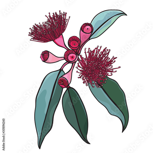 Hand drawn Australian Gum nut floral shrub