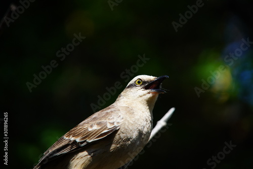 Chalk-browed Mockingbird on a branch