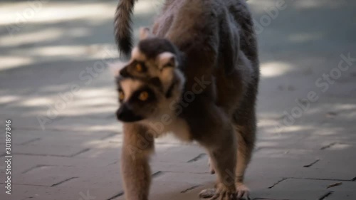 Lemur catta (ringstaartmaki) walks with her hanging baby and is protecting her. Looks very cute and looking in the camera. slow motion photo