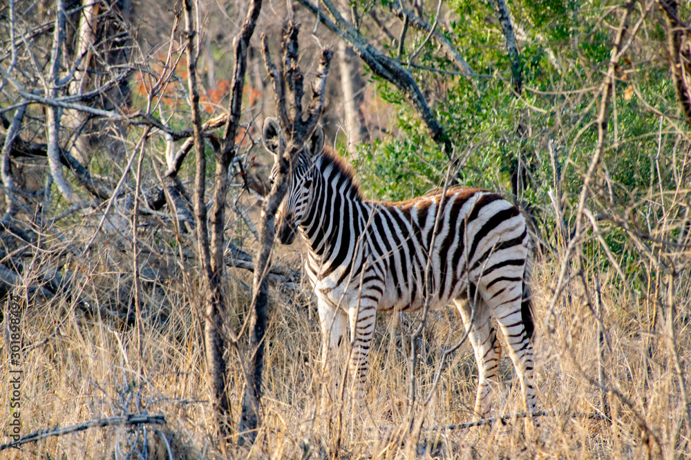Obraz premium Zebra Peek-a-boo