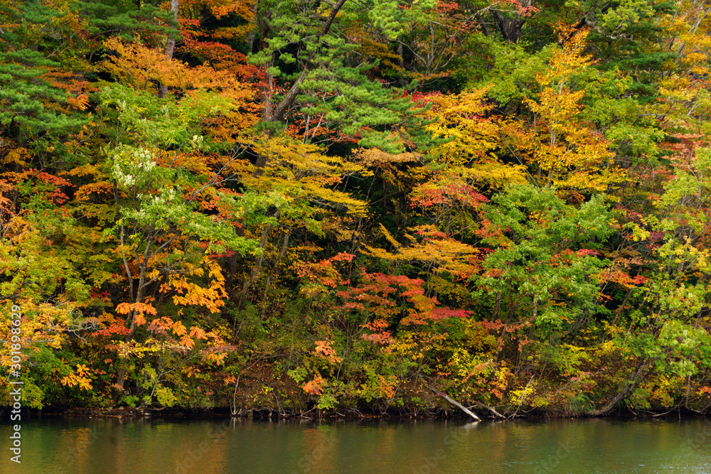 青森県 白神山地 十二湖 紅葉 Stock Foto Adobe Stock 青森県 白神山地 十二湖 紅葉 Stock Foto Adobe Stock