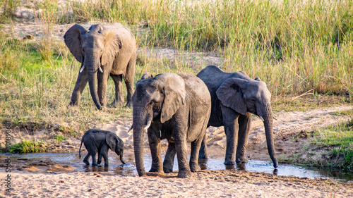 Elephant Herd Pauses for a Drink