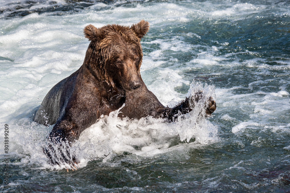 Fototapeta premium Brown bear fishing in the Brooks River, just below Brooks Falls, pouncing for a salmon, Katmai National Park, Alaska, USA