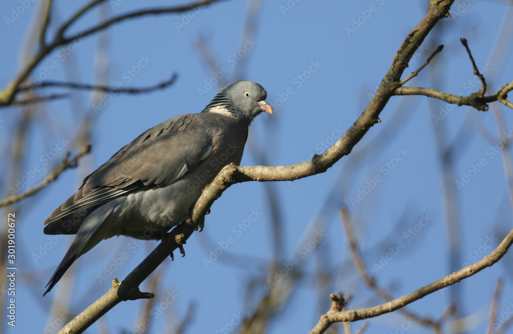 A pretty Woodpidgeon, Columba palumbus, perching on a branch in a tree. A pretty Woodpidgeon, Columba palumbus, perching on a branch in a tree.