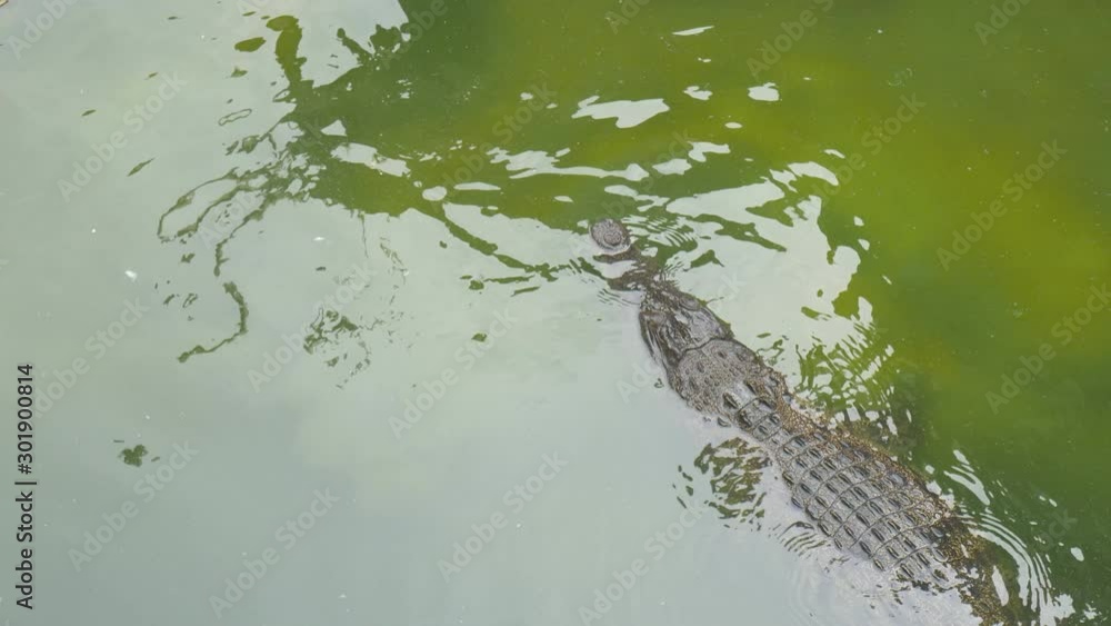 Crocodile in the water in a pond. Crocodile in green water and dirty. Crocodile with growth and fertility naturally. Crocodile in the water in a pond. Crocodile in green water and dirty. Crocodile with growth and fertility naturally.