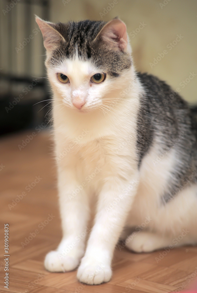 Obraz premium white and gray young cat
