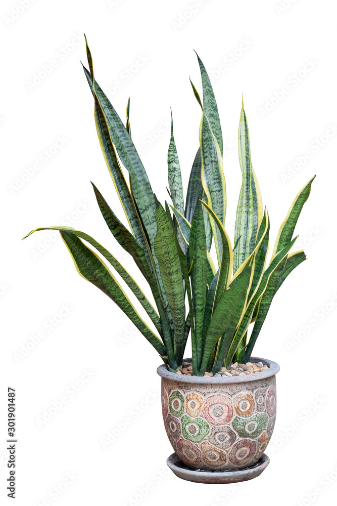 Bowstring Hemp, Devil Tongue, Mother-in-law’s Tongue or Snake Plant in pot isolated on white background included clipping path. Bowstring Hemp, Devil Tongue, Mother-in-law’s Tongue or Snake Plant in pot isolated on white background included clipping path.