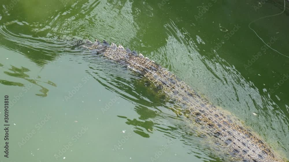 Crocodile in the water in a pond. Crocodile in green water and dirty. Crocodile with growth and fertility naturally. Crocodile in the water in a pond. Crocodile in green water and dirty. Crocodile with growth and fertility naturally.