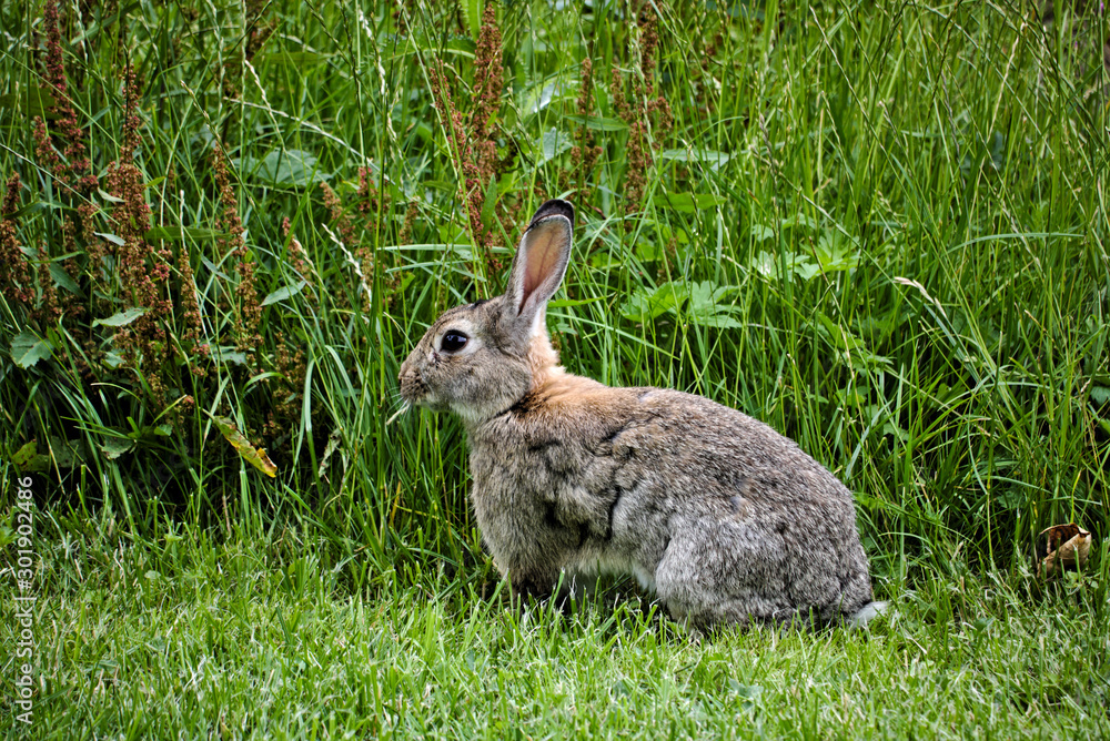 Oryctolagus cuniculus Wildkaninchen Oryctolagus cuniculus Wildkaninchen