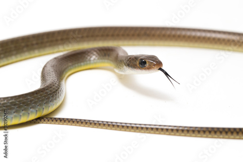 Ptyas korros, commonly known as the Chinese ratsnake or Indo-Chinese rat snake, is a species of colubrid snake endemic to Southeast Asia isolated on white background photo