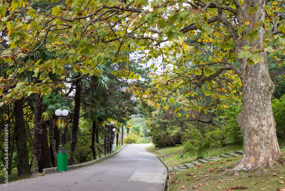 The natural landscape of the Arboretum in Sochi, Russia The natural landscape of the Arboretum in Sochi, Russia