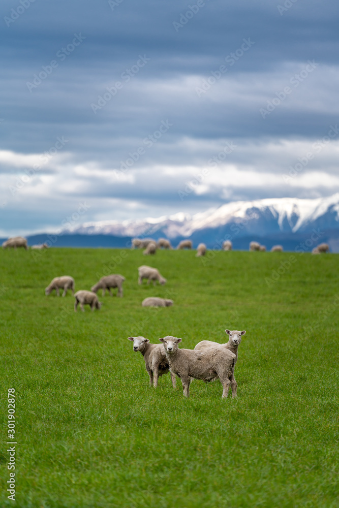 Sheep Vertical Image With Natural View