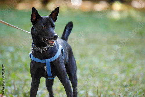 Foto Dog in the park.