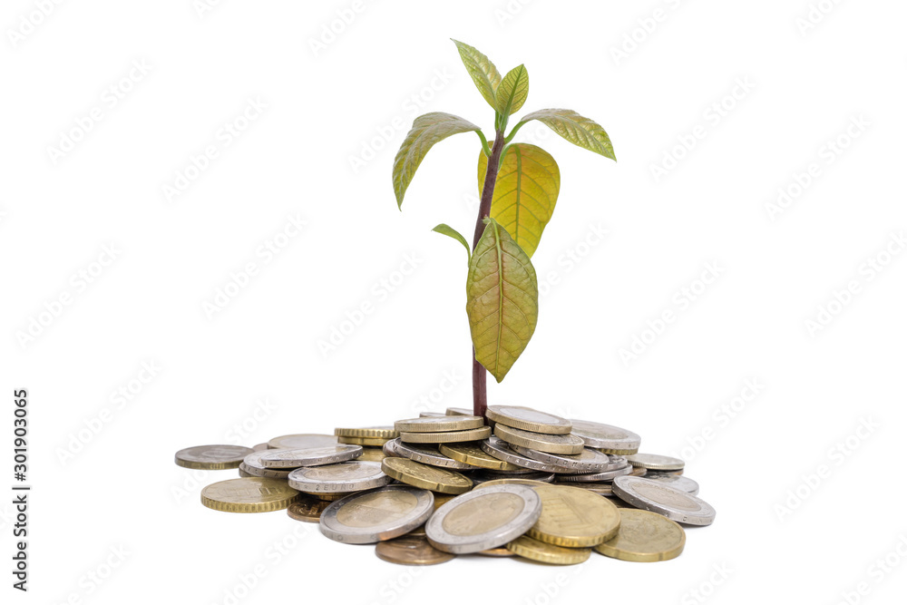 Pile of money with little plant growing on money Pile of money with little plant growing on money