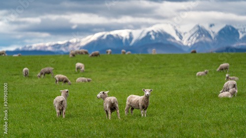 Flock Of Sheep In Green Pasture