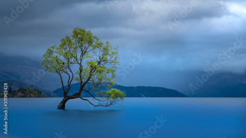Wanaka Tree With Lake Mountain View