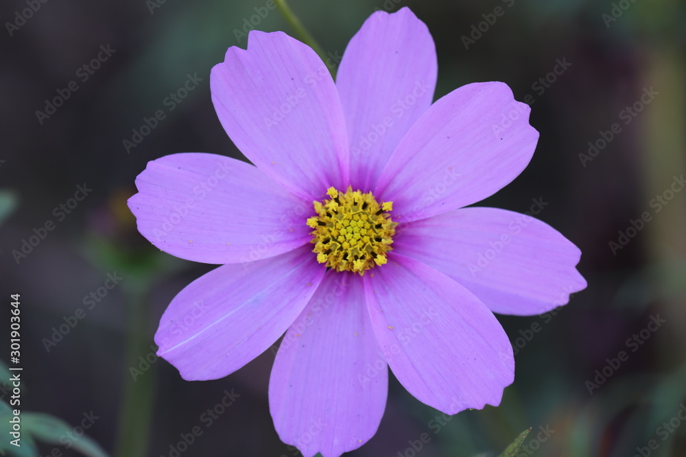 Obraz premium ピンク色のコスモスの花