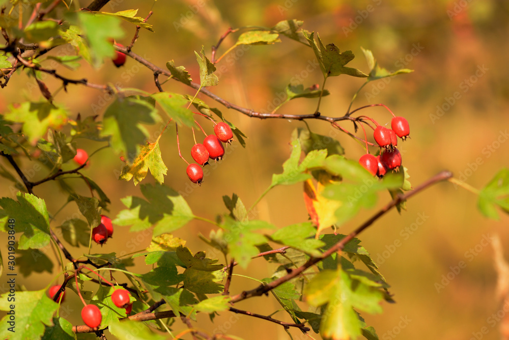 Ripe hawthorn berries on a bush in the autumn forest on a sunny day Ripe hawthorn berries on a bush in the autumn forest on a sunny day