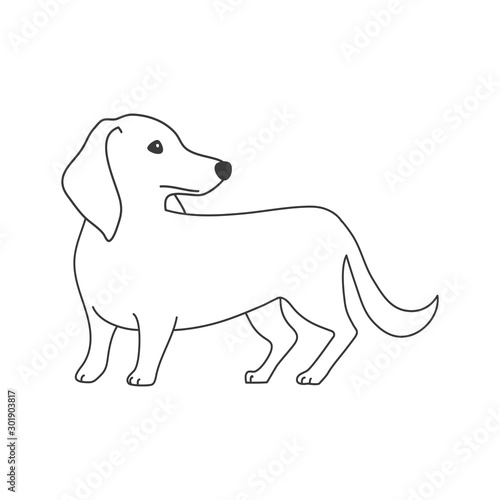 犬　ポーズ　表情　１匹　ミニチュアダックスフンド　振り向く